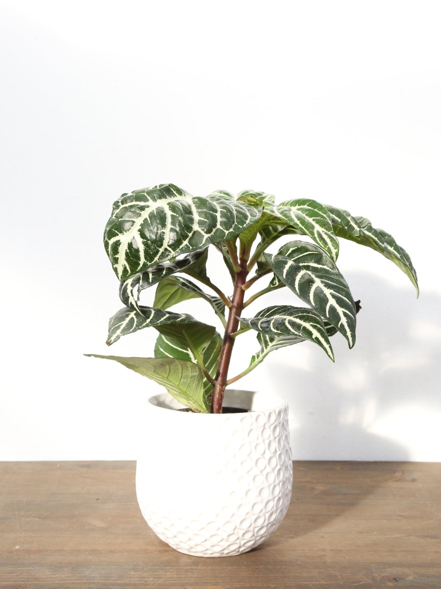 Aphelandra Zebra Plant